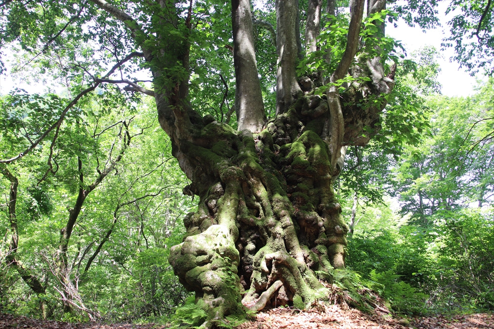 新潟・下越地方に広がる神秘の森  -ししのくらの森-