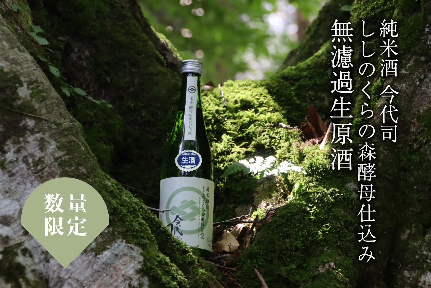 「純米酒 今代司 ししのくらの森酵母仕込み 無濾過生原酒」限定発売!