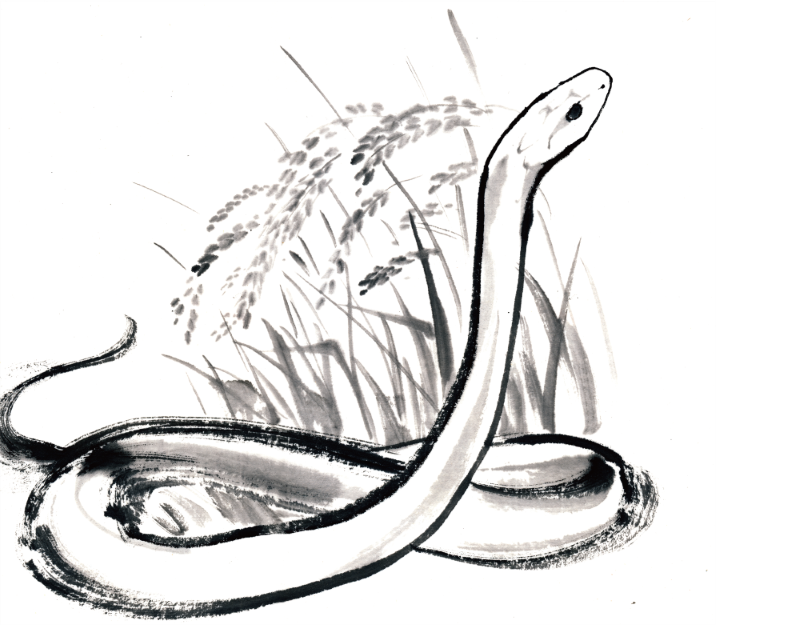 純米大吟醸 今代司 干支ラベル2025 巳