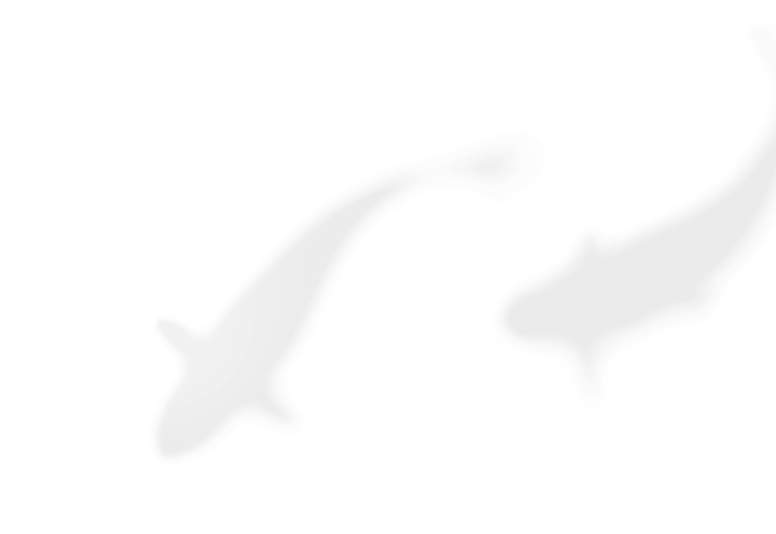 錦鯉シルエット