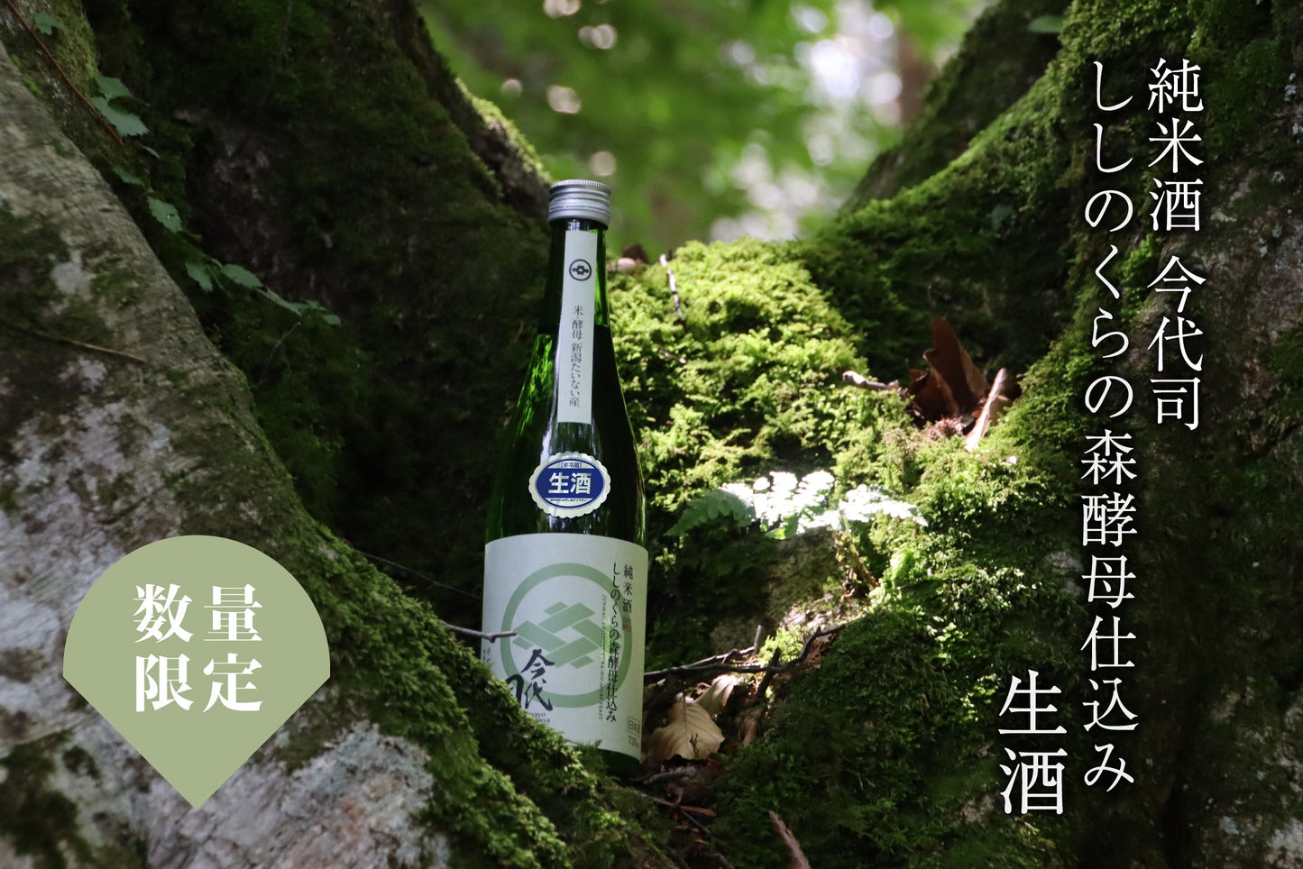 3月19日 96本限定「純米酒 今代司 ししのくらの森酵母仕込み 生酒」発売！