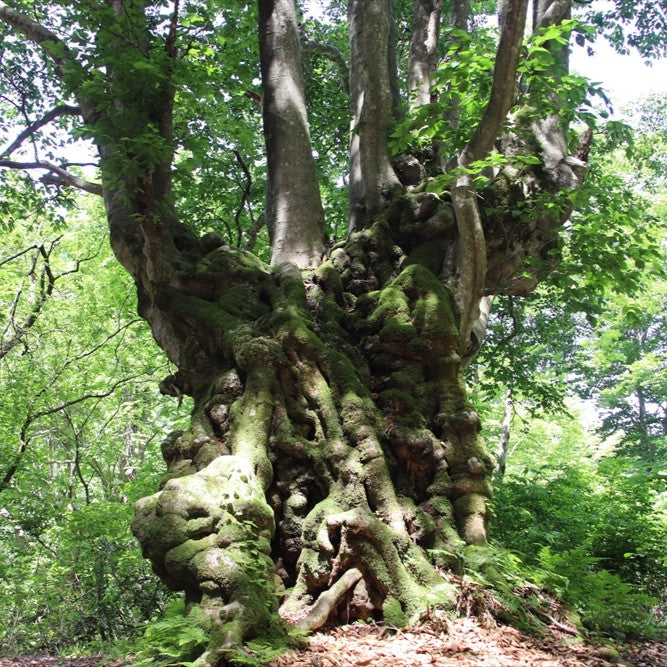 
                  
                    純米酒 今代司 ししのくらの森酵母仕込み
                  
                